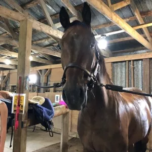 Cooper standing nicely in the crossties.