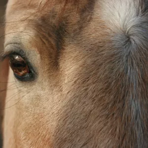 Chase's eye and forehead.