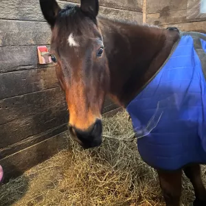 Major in his blue stable blanket.