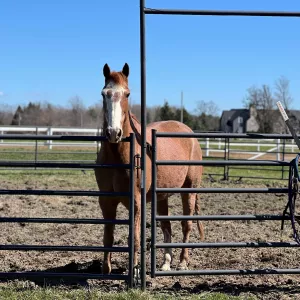 A red roan horse in a dirt round pen looking over the fence. 