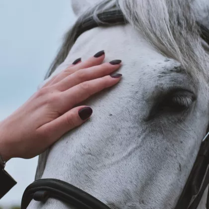 Hand touching white horse head. 