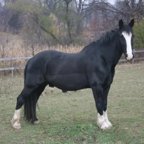 Bobby standing in the field. 