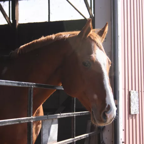 Hottie looking over the arena fence.