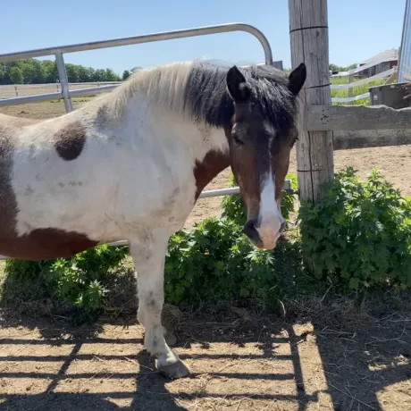 Wrangler standing outside on a sunny day