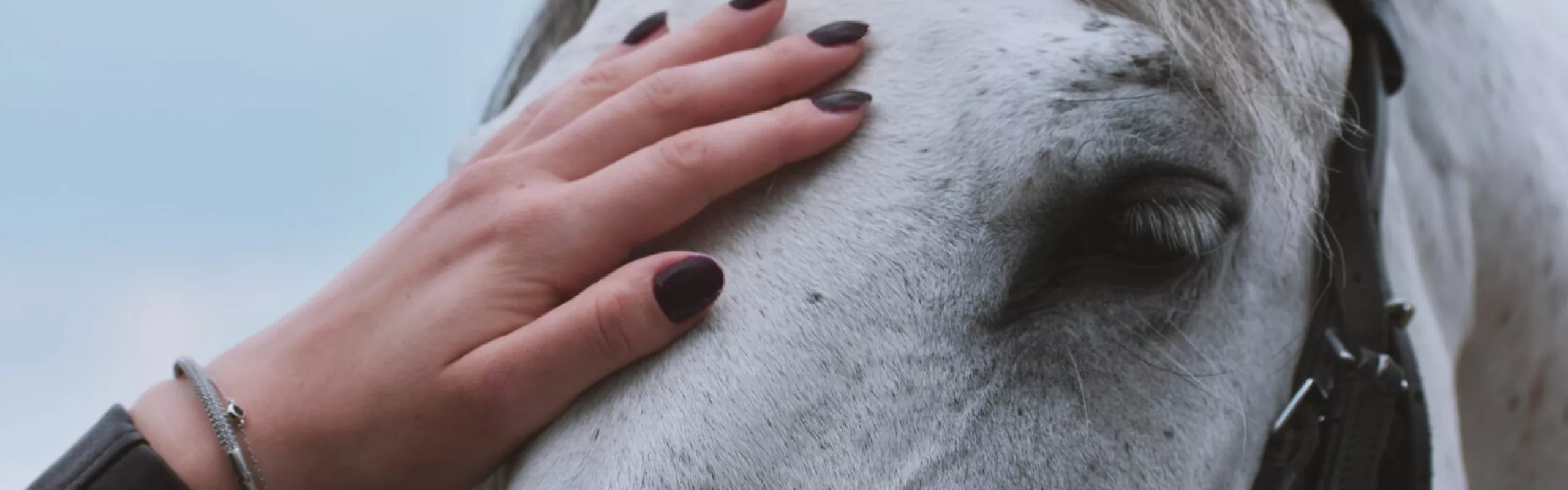 Hand touching white horse head.