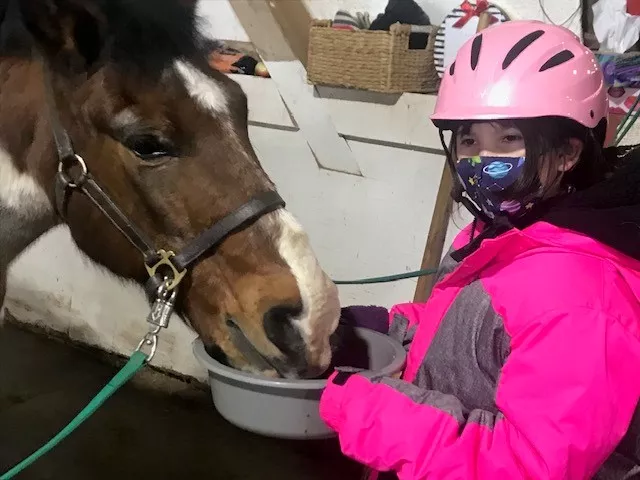 A rider feeding our pony, Wrangler, a treat from a bowl.