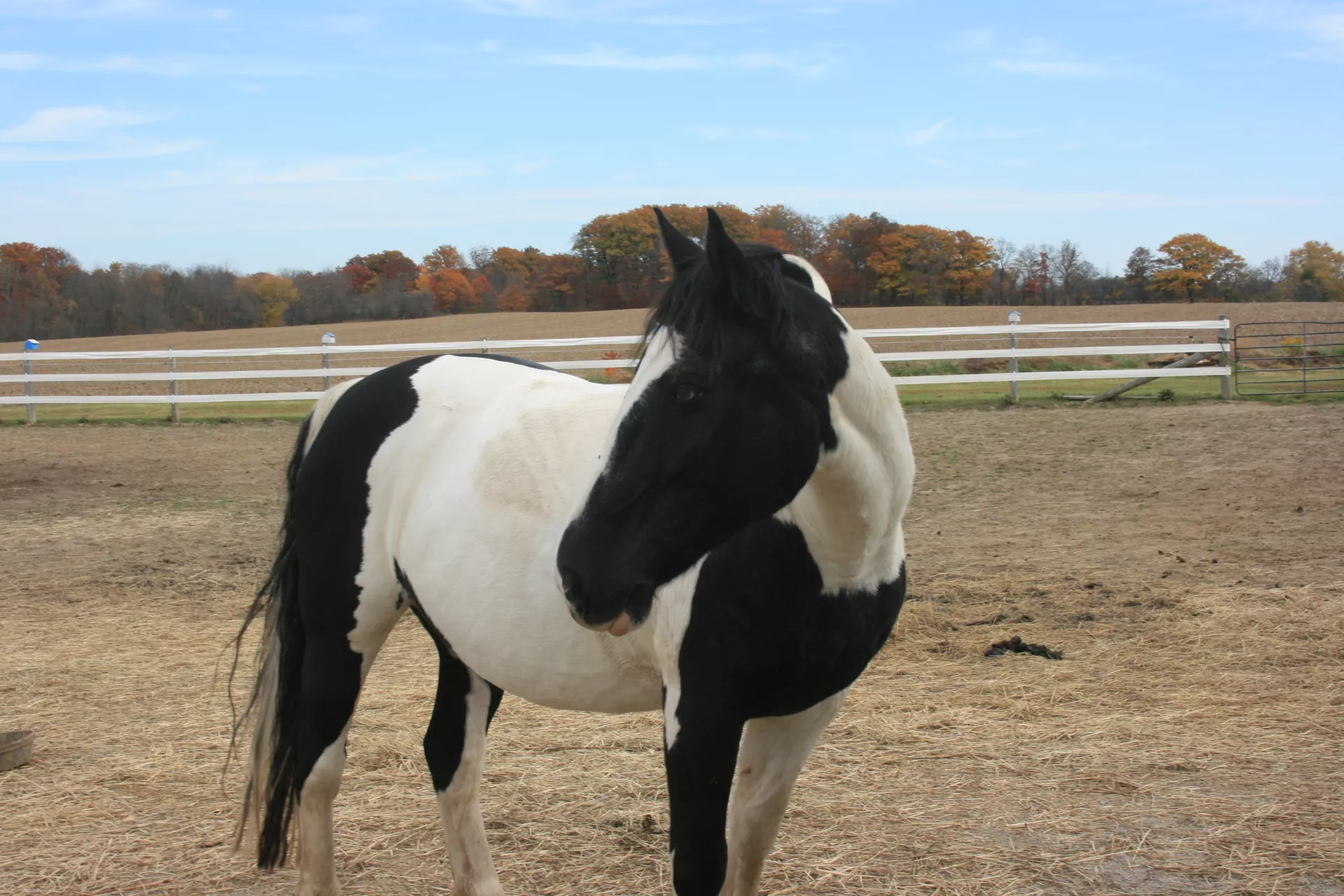 Oliver in the paddock.