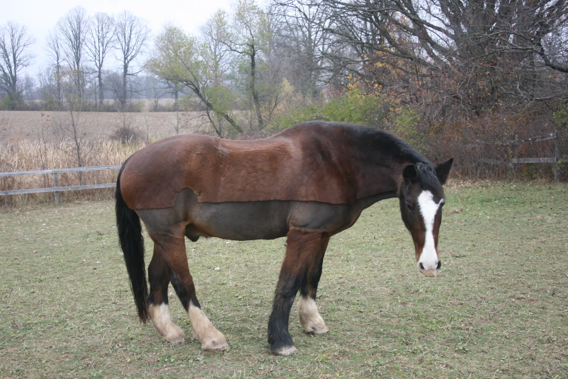 Willy standing in the field with a freshly clipped coat. 